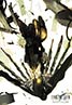 Final Fantasy VII: Advent Children